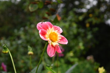 red and yellow flower
