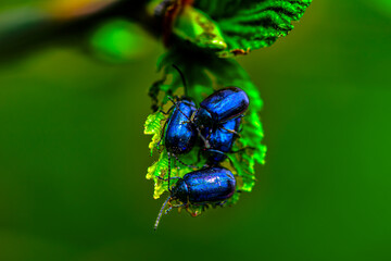Beautiful blue shiny bugs on a leaf