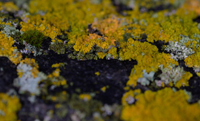lichen on stone