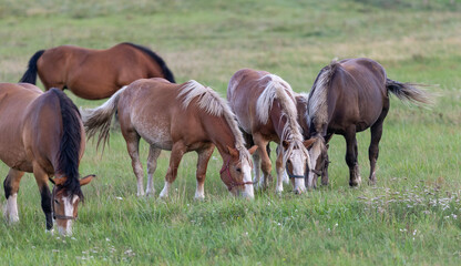 Obraz na płótnie Canvas Group of horses eating grass in field