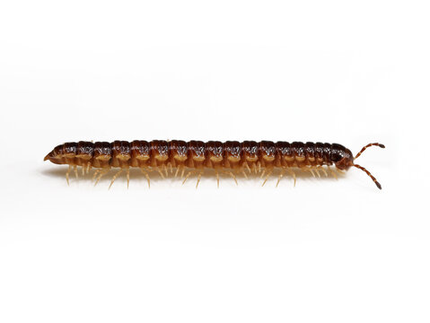 side view of a greenhouse millipede, Oxidus gracilis, isolated on white background