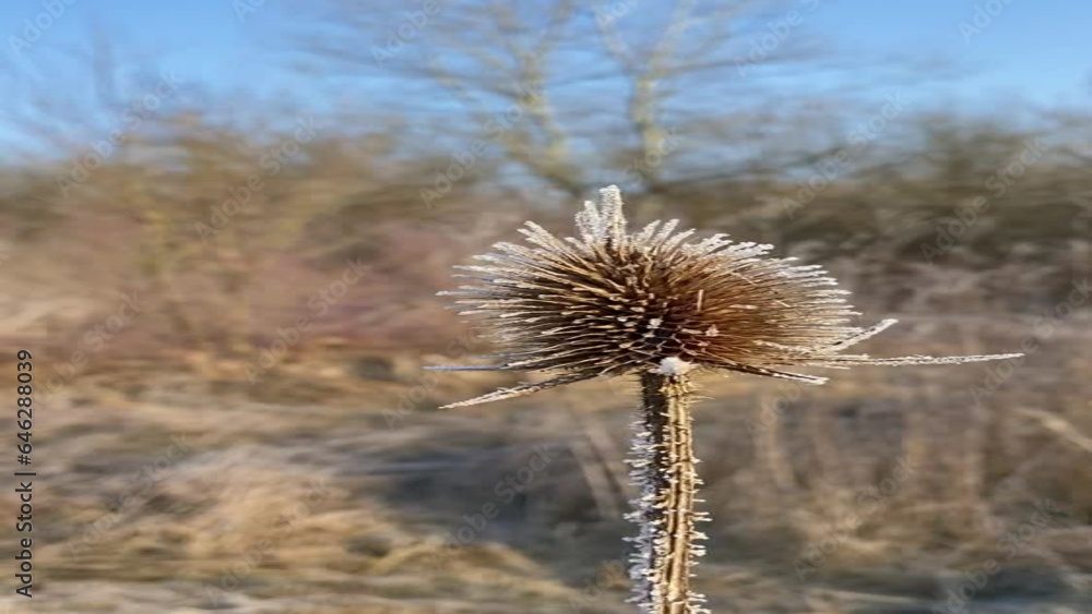 Canvas Prints dry plants are covered with frost, plants are swaying in the wind, there are bare trees in the backg