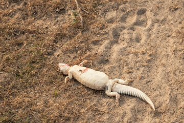 dead spiny tailed lizard or Uromastyx closeup after attacked by an eagle in tal chhapar sanctuary rajasthan churu india asia
