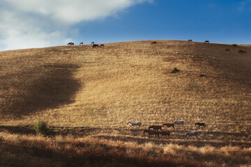 herd of horses graze in the valley on the hills of the meadow in autumn at sunset