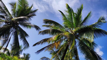Fototapeta na wymiar coconut trees against sky