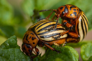 Colorado potato beetles mating on the leaves of green potatoes.