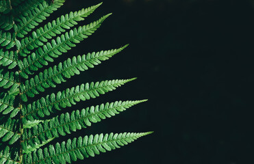 Green ferns leaf isolated on black background close up with copy space. Growing in forest. Art photo of natural plant. Decorative foliage. Dramatic view. Wild nature beauty. Copy space. Mockup design