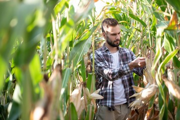 A man inspects a corn field and looks for pests. Successful farmer and agro business.