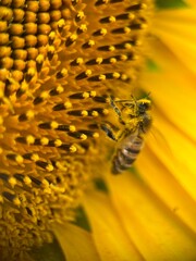 A bee collects nectar on a sunflower. Macro shot, not clear focus
