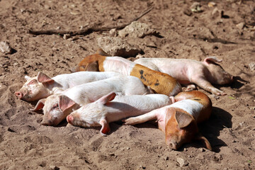 A group of sleeping little piglets on sandy dry ground on the farm, young pigs lie in the sun