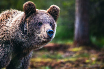 brown bear in the woods