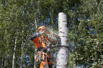 Tree surgeon. Working with a chainsaw. Sawing wood with a chainsaw.