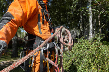 Tree surgeon. Working with a chainsaw. Sawing wood with a chainsaw.	