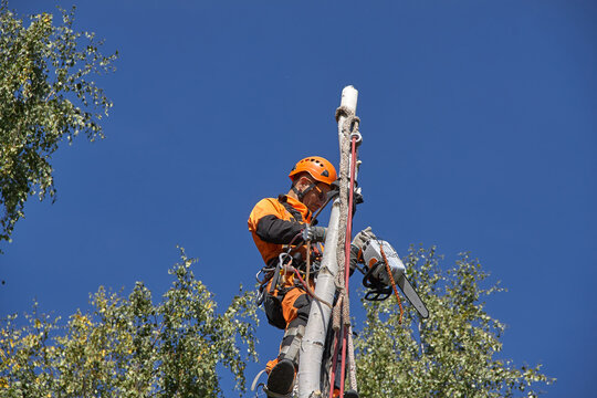 A man removes a tree. Tree surgeon.