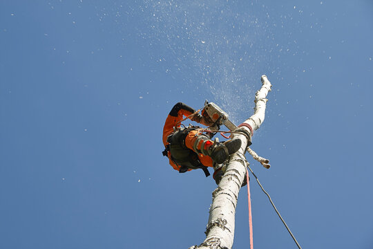 Tree surgeon. Working with a chainsaw. Sawing wood with a chainsaw.
