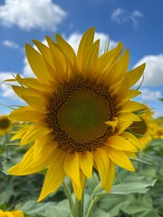 Sunflower close-up. macro shot of a ripe sunflower in sunny weather
