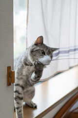 猫じゃらしで遊ぶ猫　サバトラ猫