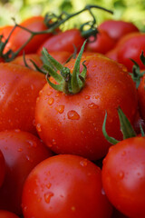 Healthy tomatoes at the market. Side view.