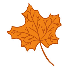 Maple Leaf Illustration