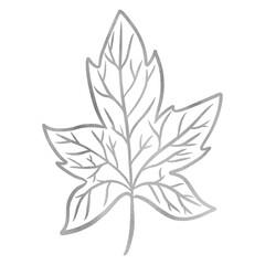 Silver Maple Leaf