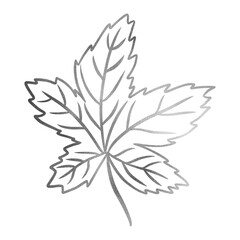 Silver Maple Leaf