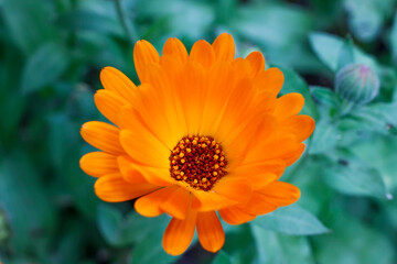 Close-up View Of a Beautiful Summer Flower In Soft Sunlight. Orange Flower Of Calendula Officinalis.
