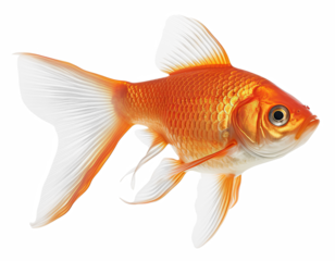 Goldfish Isolated on transparent background png file