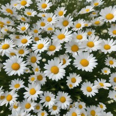 A meadow of daisies forming a giant, swirling, hypnotic pattern that seems to move in the breeze1