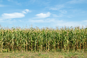 A view of a corn field plantation with a blue sky background. Green corn field. Corn plantation.