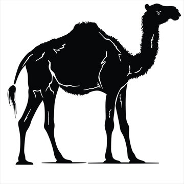Simple vector camel hand drawn animal silhouette