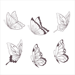 Set of Butterflies. Vector Illustration on the White Background.
