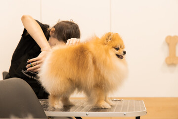 grooming salon human shaving dog Pomeranian Spitz