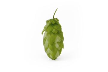 Hop head - fruit of the Czech hop plant (Humulus lupulus) on white background - Czech Republic