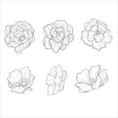 Set of Wild Rose Flowers. Line Art Illustration.