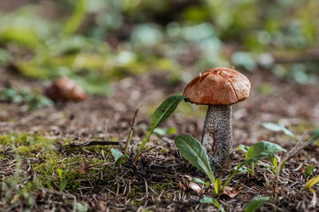A noble, royal mushroom. Podosinovik genus Leccinum Obabok (Lat. Leccinum). Mushrooms in the forest. Beautiful texture of nature background.