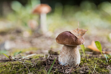 Fototapeta premium A noble, royal mushroom. White mushroom boletus. Porcini mushrooms in the spruce forest. Beautiful texture of nature background.