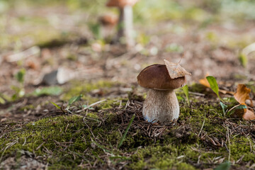 Fototapeta premium A noble, royal mushroom. White mushroom boletus. Porcini mushrooms in the spruce forest. Beautiful texture of nature background.