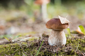 A noble, royal mushroom. White mushroom boletus. Porcini mushrooms in the spruce forest. Beautiful texture of nature background.