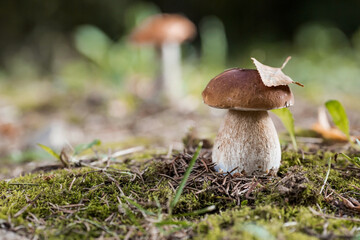A noble, royal mushroom. White mushroom boletus. Porcini mushrooms in the spruce forest. Beautiful texture of nature background.