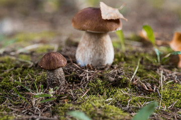 A noble, royal mushroom. White mushroom boletus. Porcini mushrooms in the spruce forest. Beautiful texture of nature background.