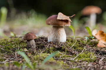 A noble, royal mushroom. White mushroom boletus. Porcini mushrooms in the spruce forest. Beautiful texture of nature background.