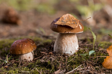 A noble, royal mushroom. White mushroom boletus. Porcini mushrooms in the spruce forest. Beautiful texture of nature background.