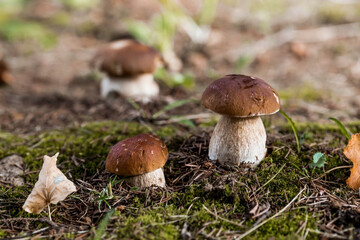 A noble, royal mushroom. White mushroom boletus. Porcini mushrooms in the spruce forest. Beautiful texture of nature background.