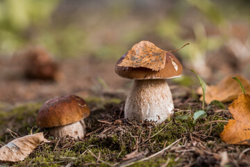 A noble, royal mushroom. White mushroom boletus. Porcini mushrooms in the spruce forest. Beautiful texture of nature background.