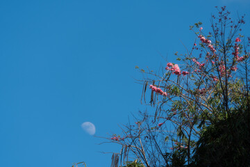 Pink flowers and moon during the day blue background