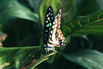 butterfly on a leaf