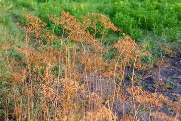 Dry stems of dill with umbel inflorescences with ripe seeds
