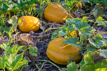 Yellow pumpkins among the stems on field in sunny morning