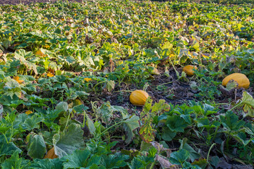 Field with pumpkins among stems with green and dry leaves © An-T