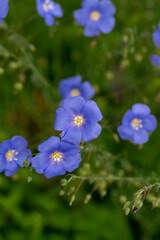 Field of blue flax in the country.